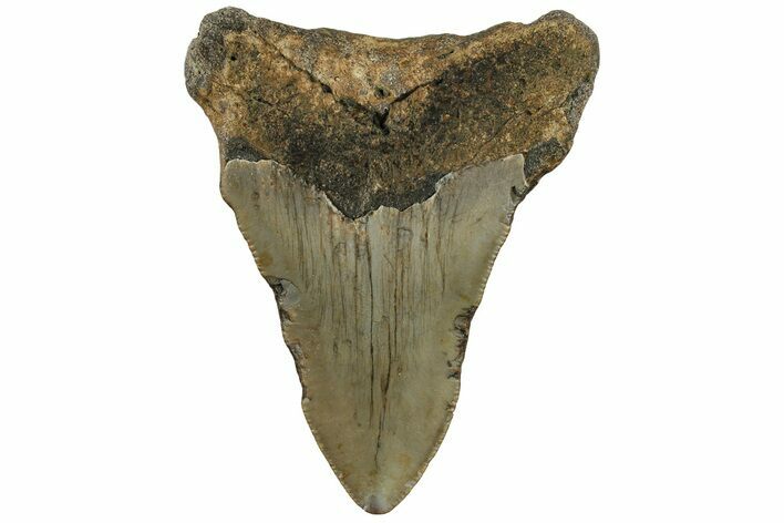 Bargain, Fossil Megalodon Tooth - North Carolina #200684